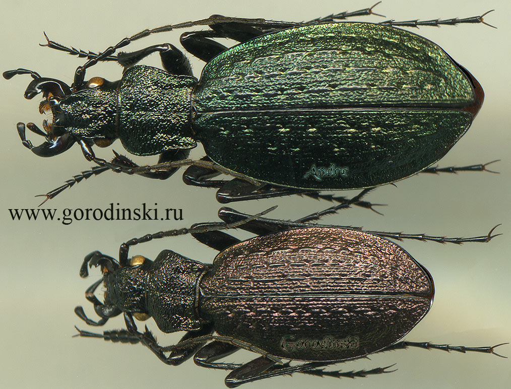 http://www.gorodinski.ru/carabus/Neoplesius trachynodes moxiensis.jpg